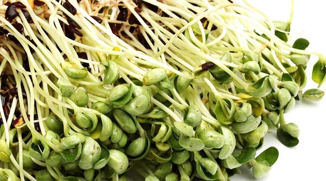 Benefits of eating sprouts daily